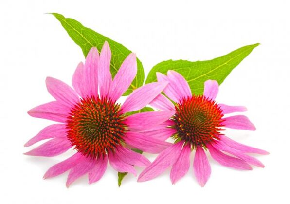Clean Forte contains echinacea extract