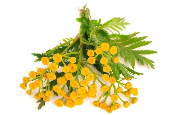 Clean Forte contains tansy flower