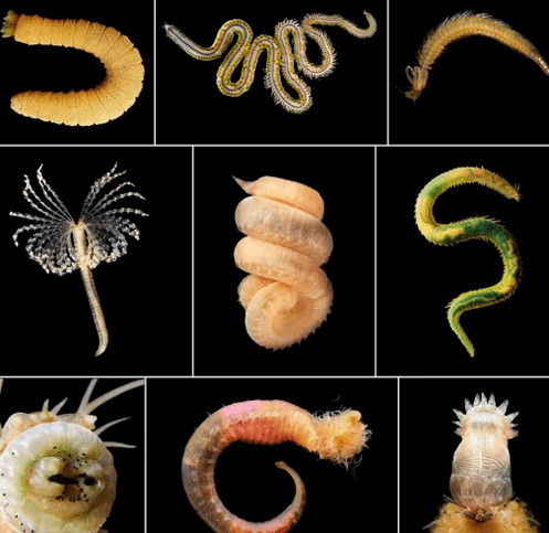 Types of worms