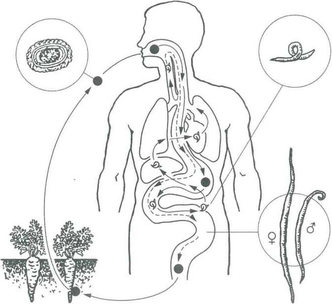 The main ways parasites enter the human body