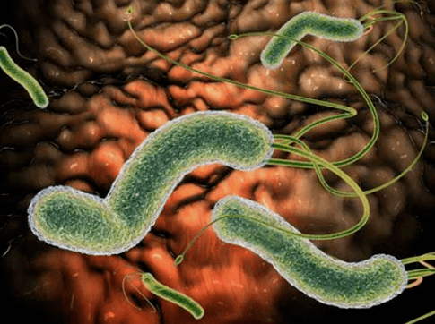 What parasites can be found in the body