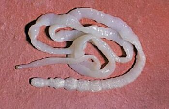 Parasite