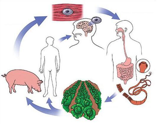 Parasite Diagnostic Methods