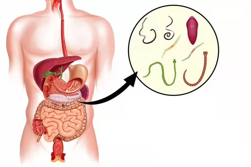 There are bugs in the human body