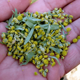 Wormwood repels parasites
